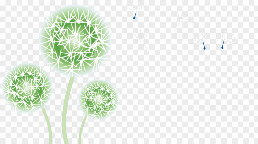 Dandelion Common Taraxacum Platycarpum Flower Plant PNG