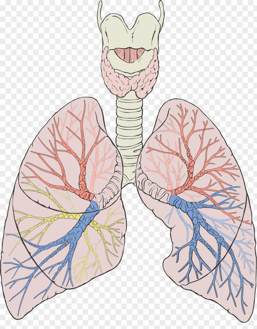 Lungs Lung Gas Exchange Anatomy Respiratory System Breathing PNG