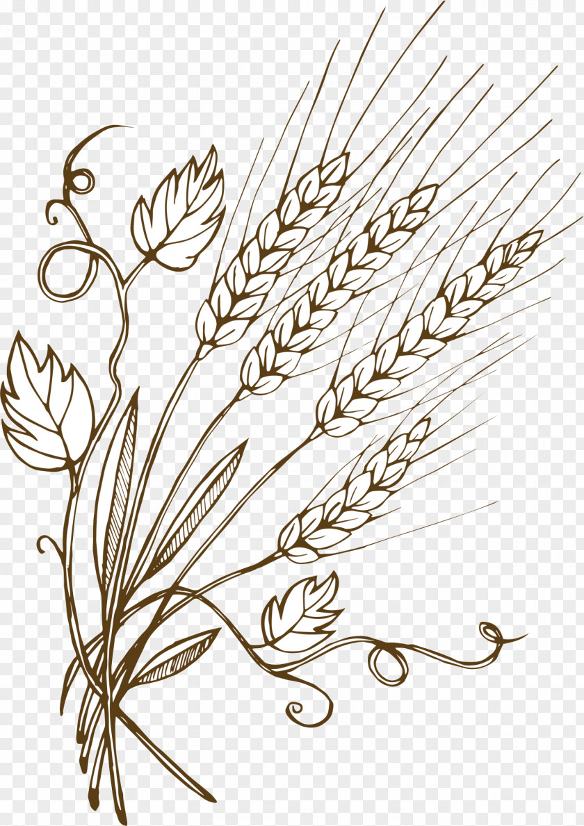 Wheat Vector Graphics Barley Illustration Malt PNG