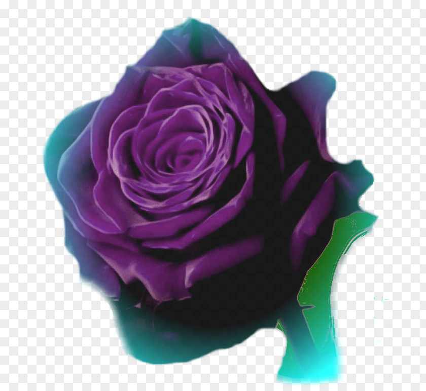 Animation Garden Roses Photography Cabbage Rose PNG