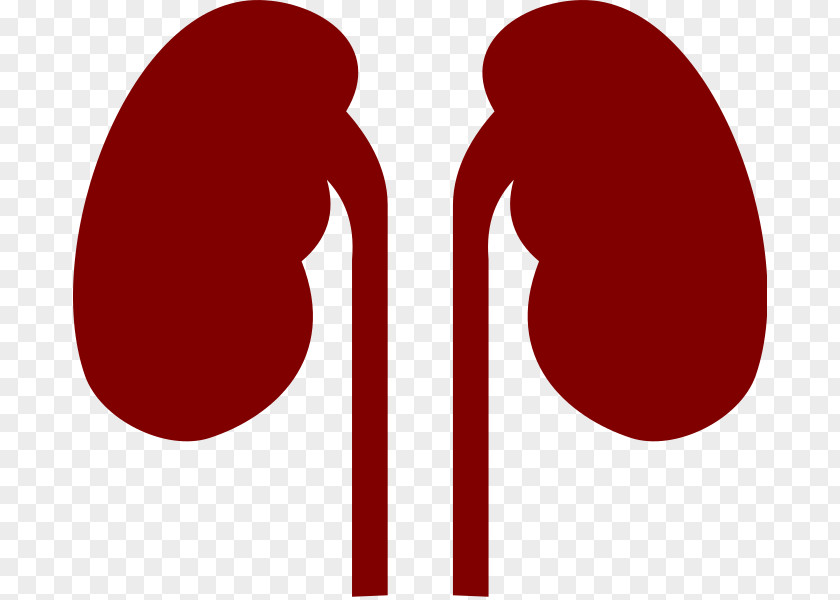 Kidney Human Body Organ PNG body , kidney clipart PNG