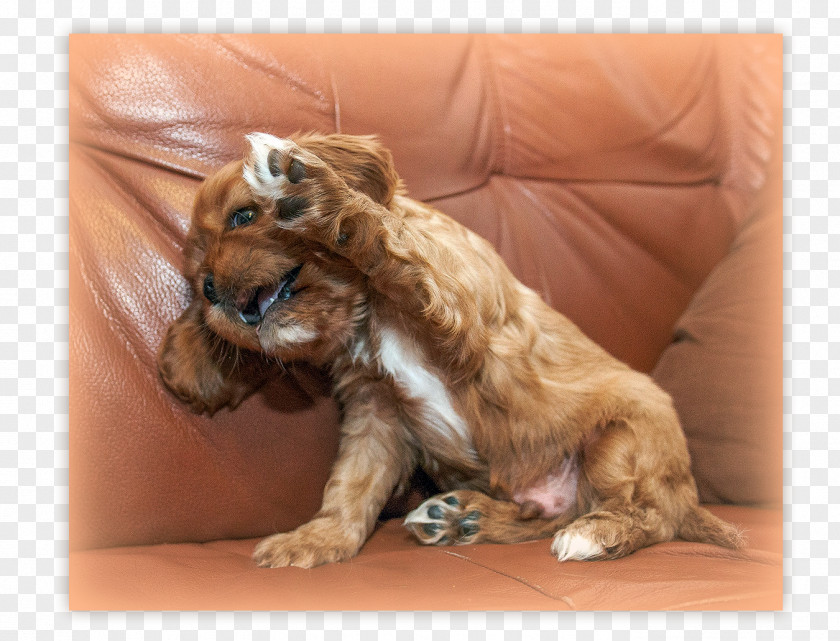 Puppy Dog Breed Spaniel Sporting Group PNG