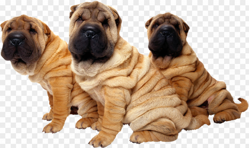 Puppy Shar Pei The Chinese Shar-Pei Intelligence Of Dogs Stock Photography PNG