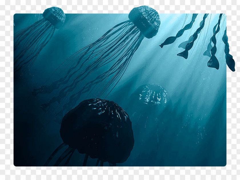 Sea Life Desktop Wallpaper Graphic Design PNG