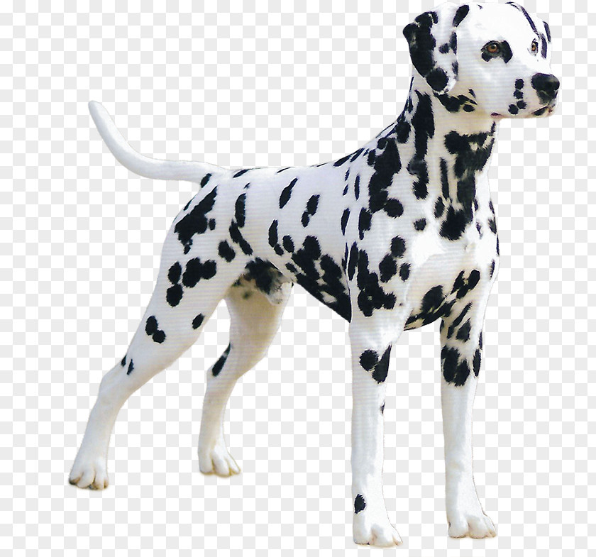 Toy Companion Dog Cartoon PNG