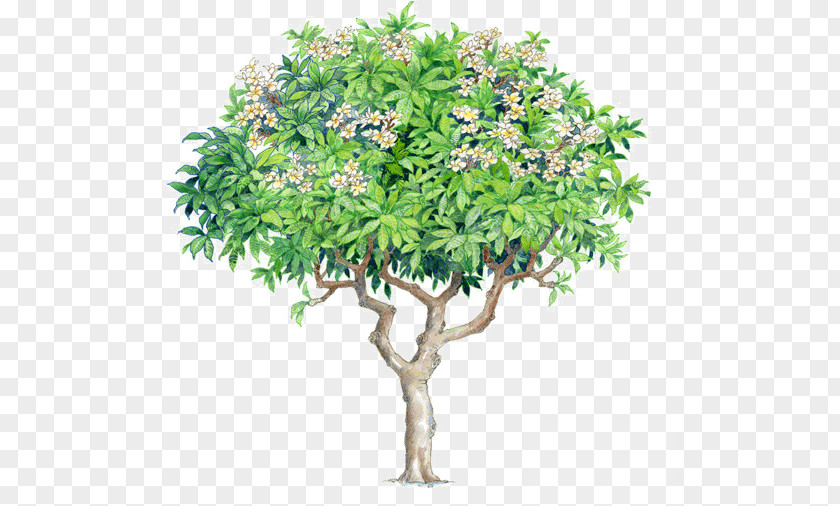 Tree Image Illustration Frangipani PNG