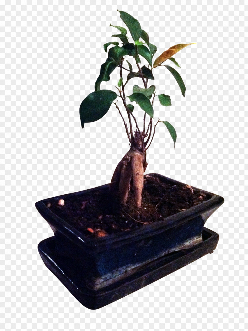 Bonsai Ficus Rempotage Retusa Sageretia Theezans Microcarpa PNG