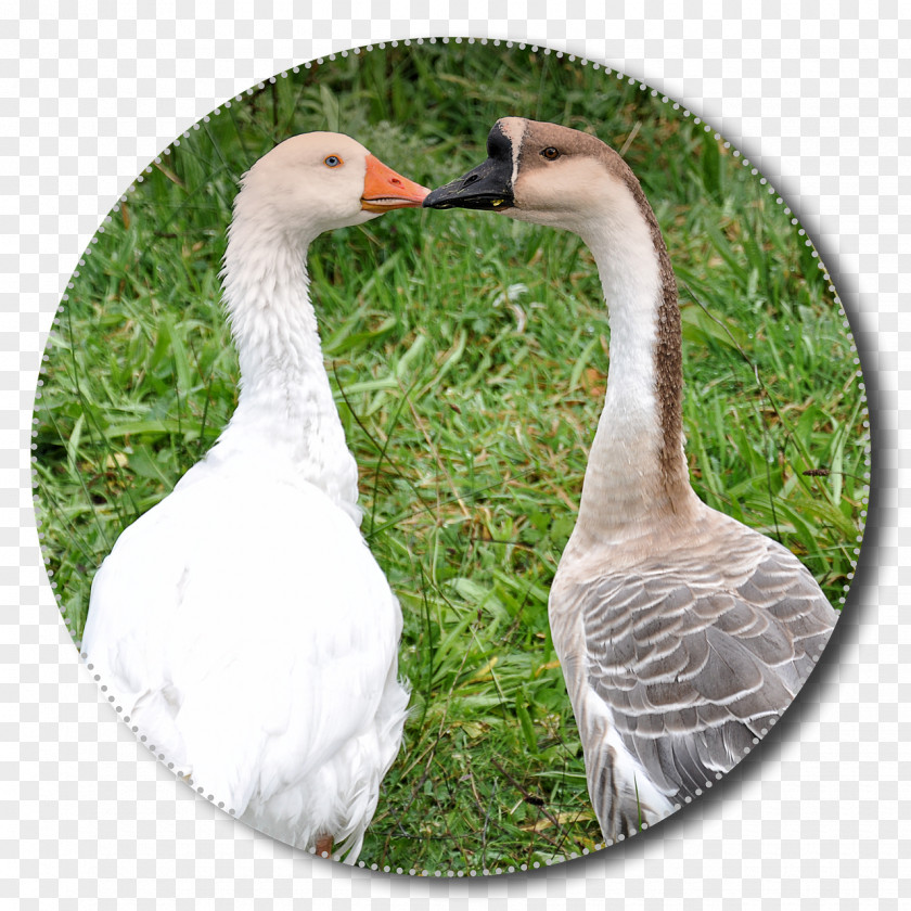 Goose Greylag Grass Duck Bird PNG
