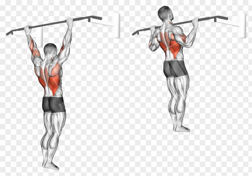 Pull Up Pull-up Physical Fitness Chin-up Row Exercise PNG