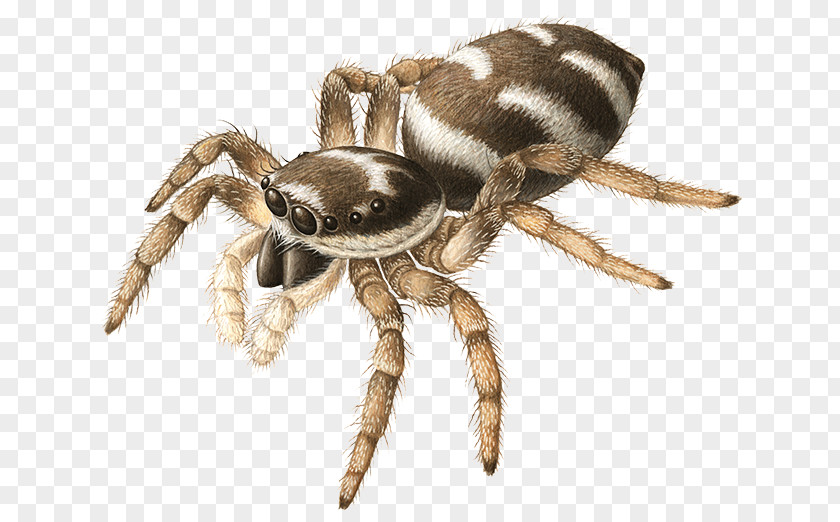 Spider Angulate Orbweavers Wolf Tarantula Scorpion PNG