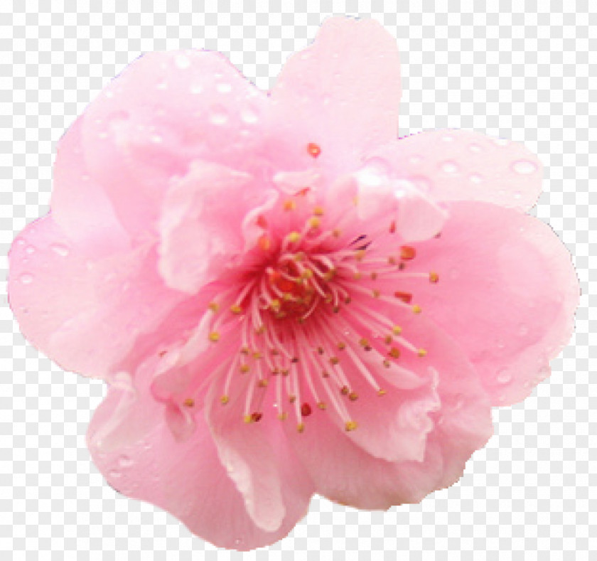 Sprinkle Flowers To Celebrate Cherry Blossom Flower PNG
