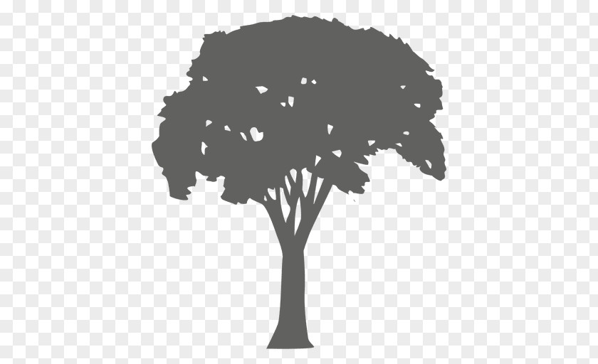 Arboles Silhouette Tree Photography PNG