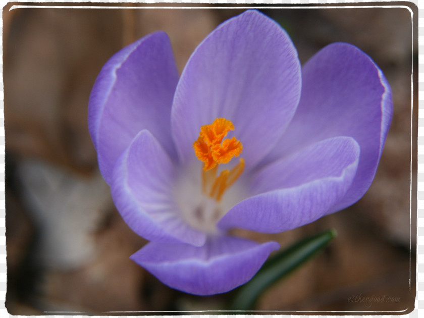 Crocus Flowering Plant Violet Purple Lilac PNG