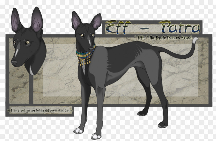 Egyptian Pharaoh Italian Greyhound Hound Dog Breed Whippet PNG