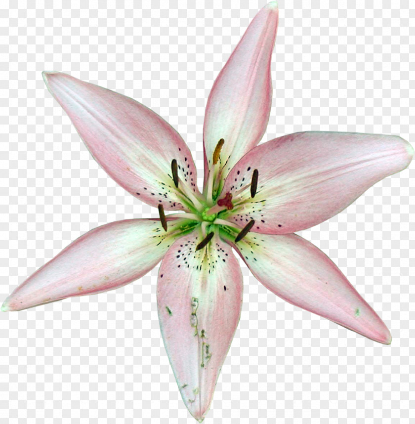 Lilly Cut Flowers Liliaceae Plant Lilium PNG