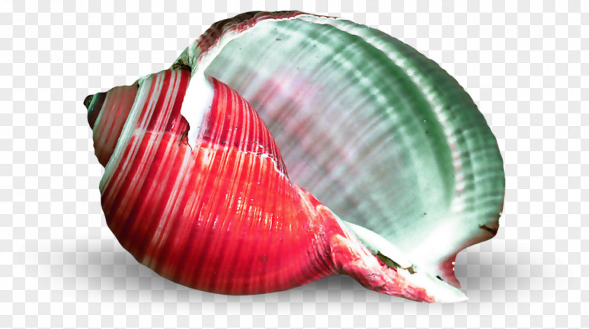 Seashell Cockle Mollusc Shell PNG