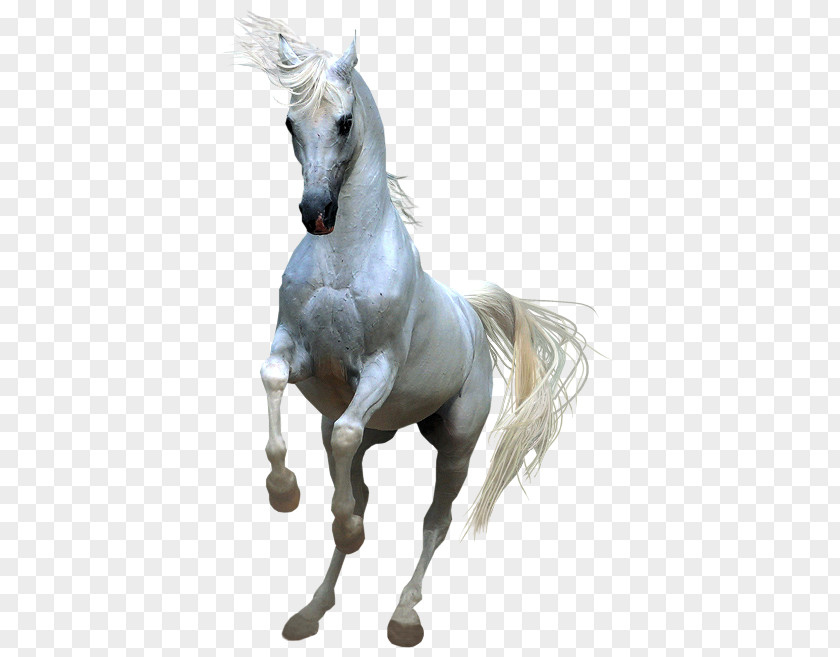 Whitehorse Horses Clip Art PNG