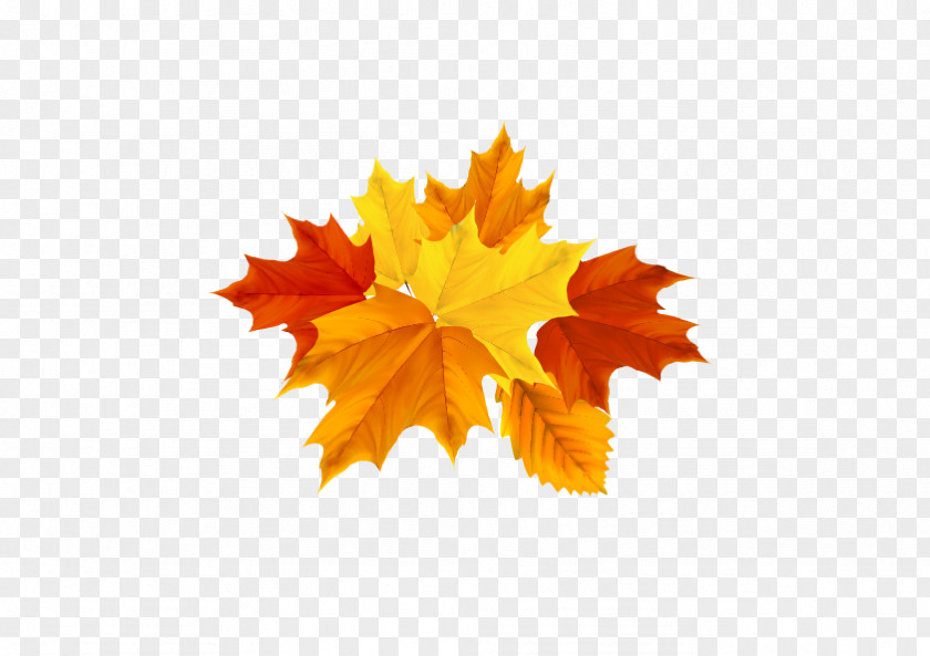 Maple Leaves Yellow Autumn Return To Their Roots Leaf Color PNG