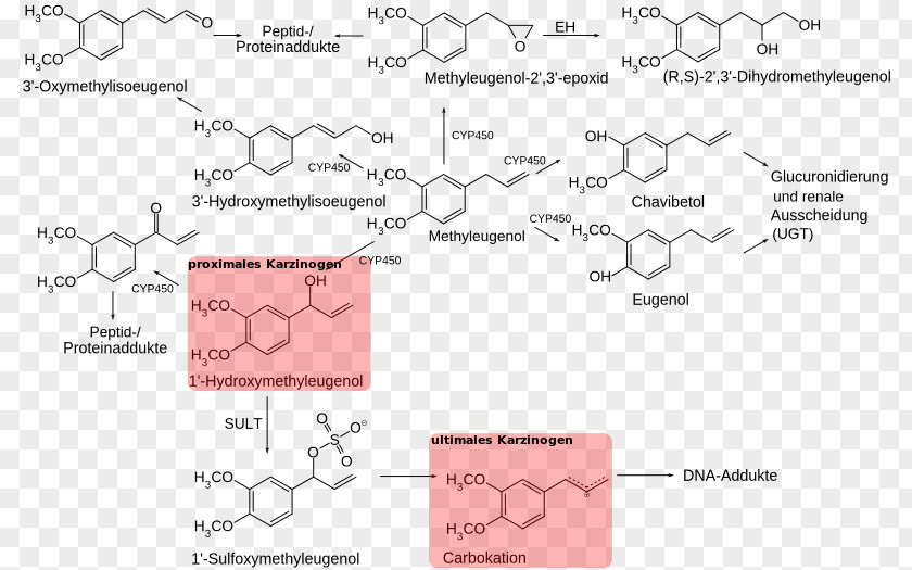 Methylated Dna Immunoprecipitation Methyl Eugenol Pimenta Racemosa Nutmeg Chavibetol PNG