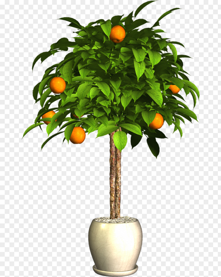 Plant Bitter Orange Flowerpot PNG