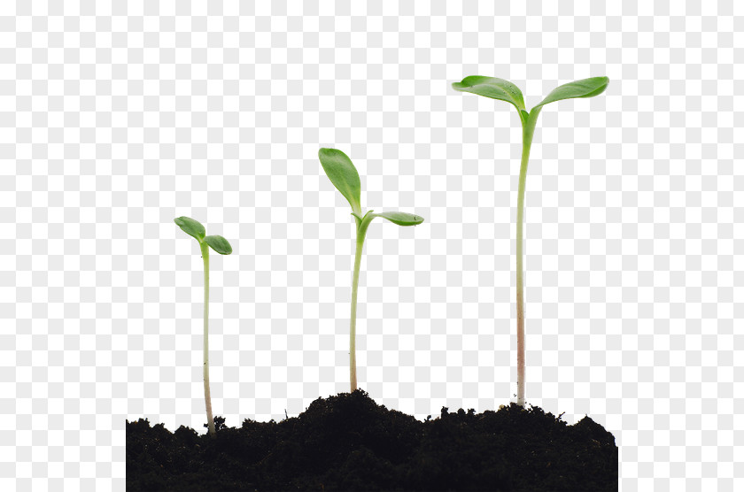 Plant Stock Photography Seedling Common Sunflower Germination PNG