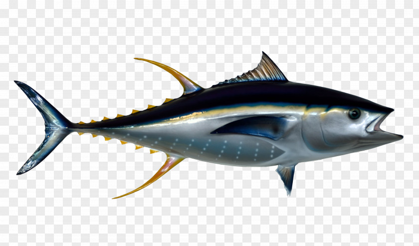 Tuna Fish Thunnus PNG