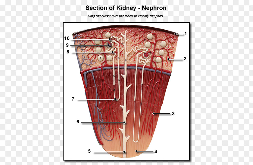 Urinary Nephron Kidney Anatomy Excretory System Renal Medulla PNG