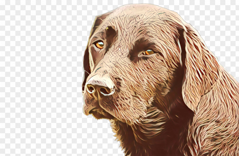 Dog Sporting Group Retriever Sussex Spaniel PNG