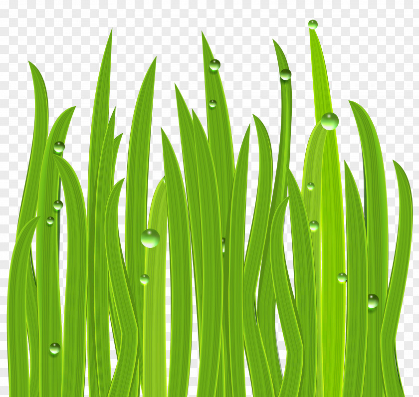 Grass Decor Clipart Image Icon Clip Art PNG