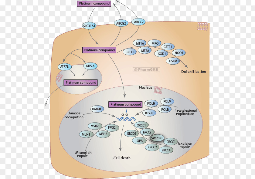 Pharmacokinetics Metabolic Pathway Carboplatin Drug Metabolism Cisplatin PNG