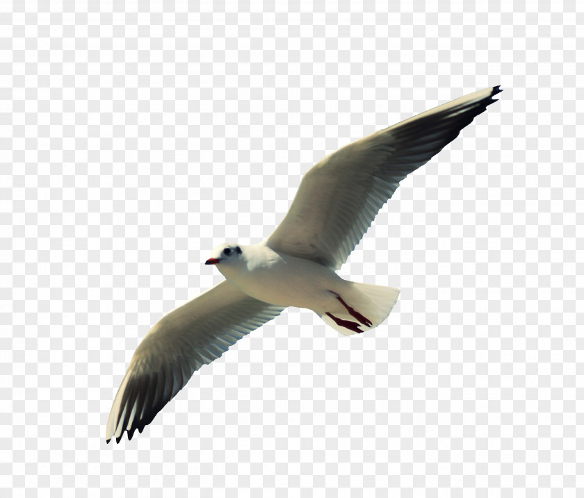 Siberian Gull Gulls Water Bird Beak Wing PNG