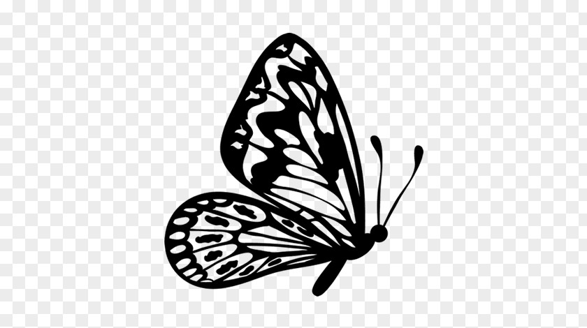 Brush Footed Butterfly Drawing Clip Art PNG