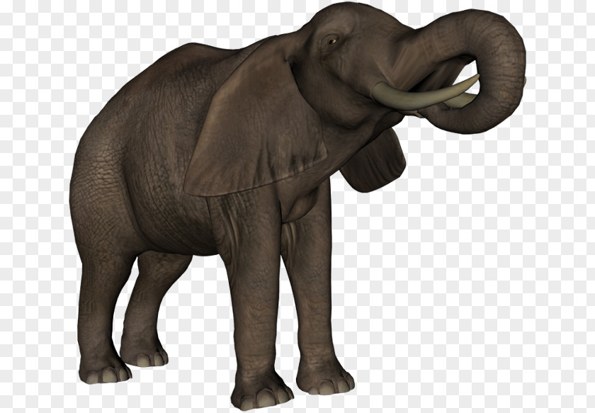 Dieren Indian Elephant African Elephantidae Diary Blog PNG