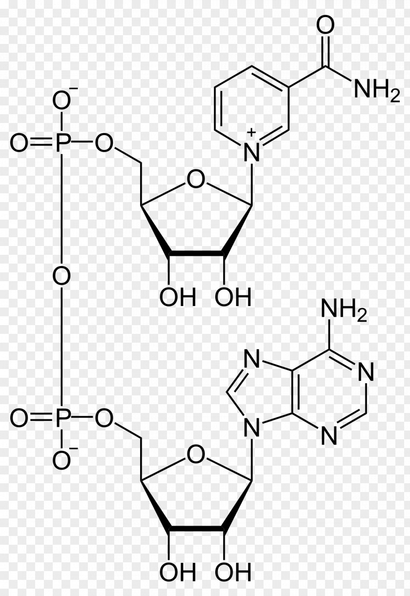 Glucose6phosphate Dehydrogenase Nicotinamide Adenine Dinucleotide Phosphate Cofactor PNG