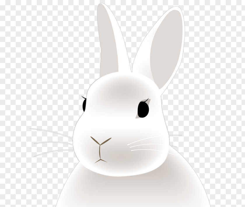 Rabbit Domestic Hare Easter Bunny Whiskers PNG