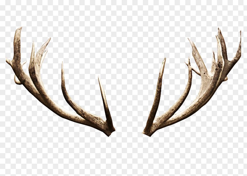 Deer Antler Image Editing PNG