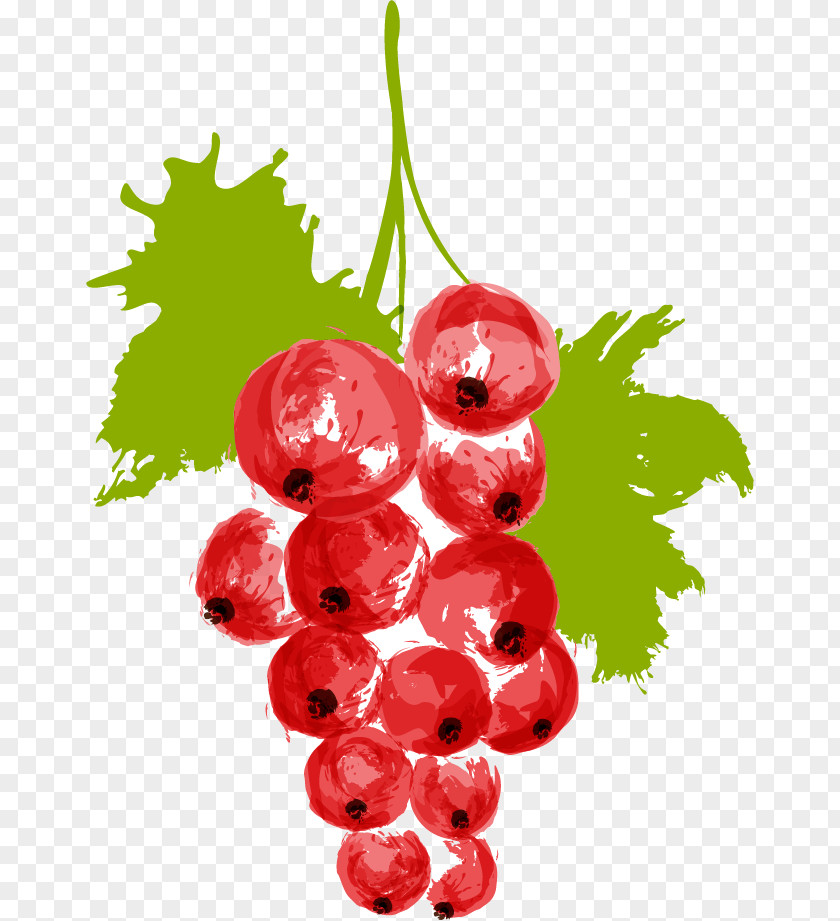 Drawing Vector Material Red Berries Hawthorn Watercolor Painting Auglis Illustration PNG