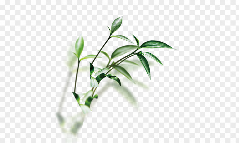 Herbs Herb Traditional Chinese Medicine Basil PNG