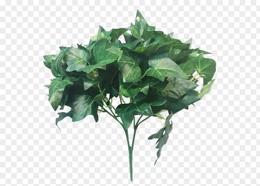 Leaf Capsicum Annuum Vegetable Plant Stem Lettuce PNG