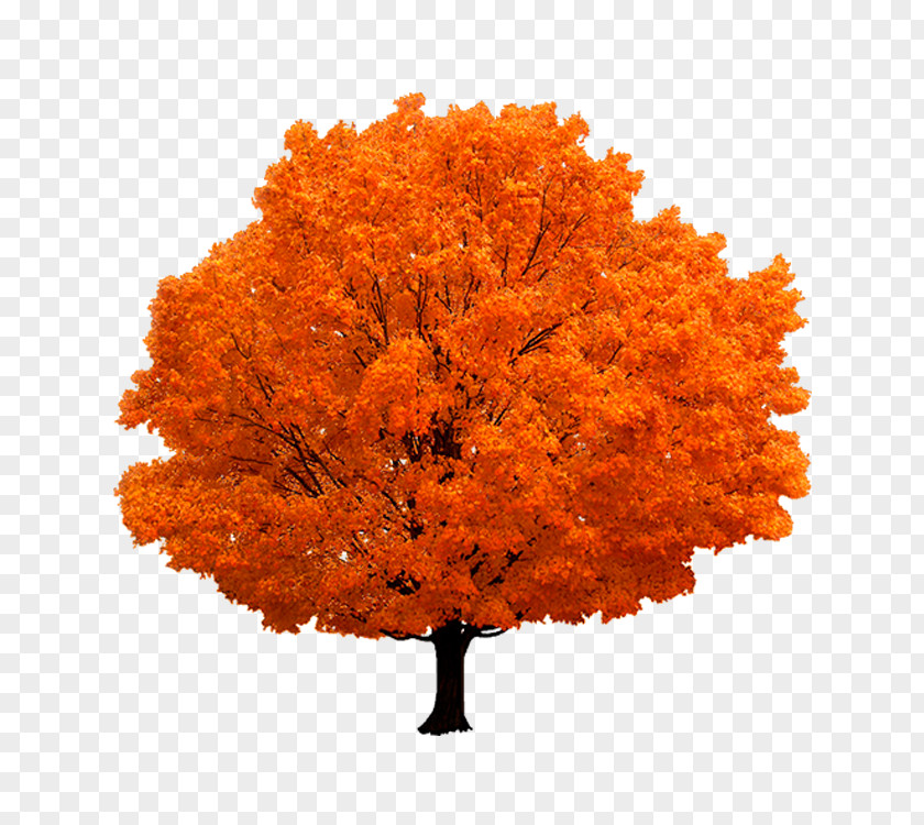 Maple Autumn Tree PNG