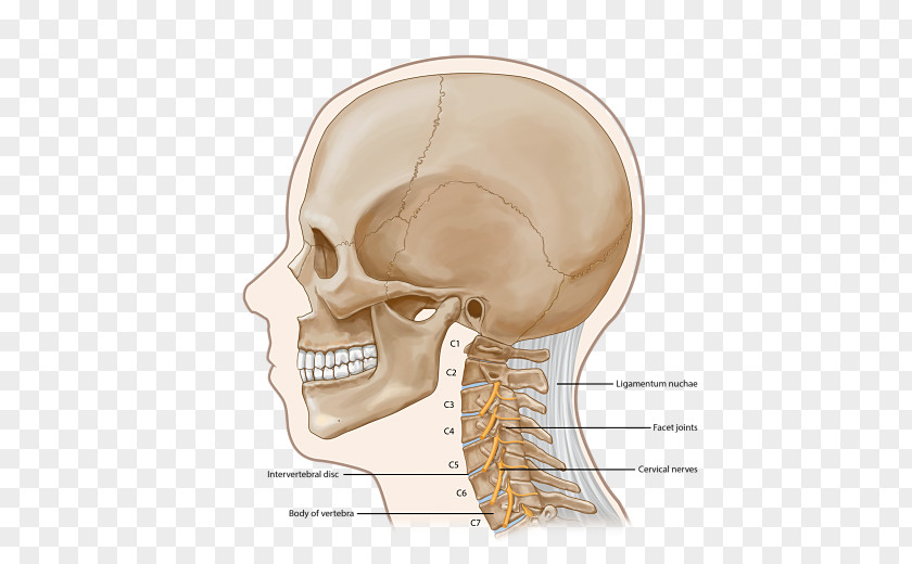 Neck Pain Ear Skull Skeleton Jaw Nerve PNG