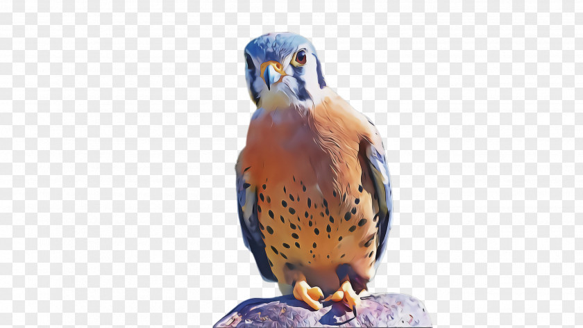 Sharp Shinned Hawk Falconiformes Bird Of Prey Beak Peregrine Falcon PNG