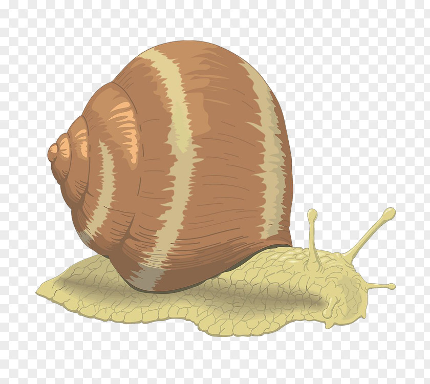 Snails Sea Snail Free Content Clip Art PNG
