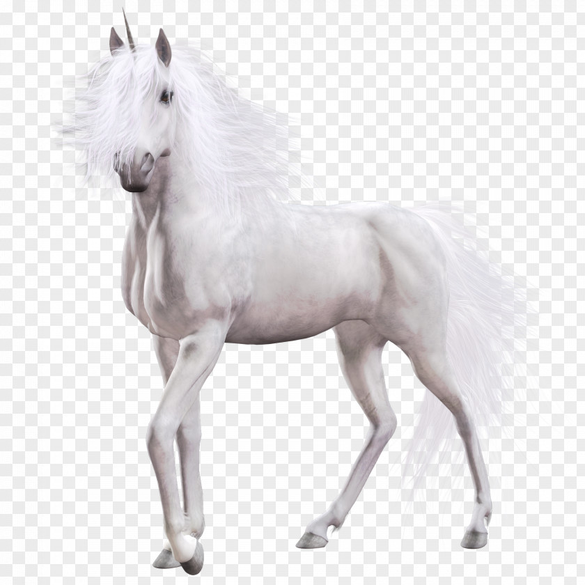 Unicorn White Horse Country Club Equine Coat Color PNG