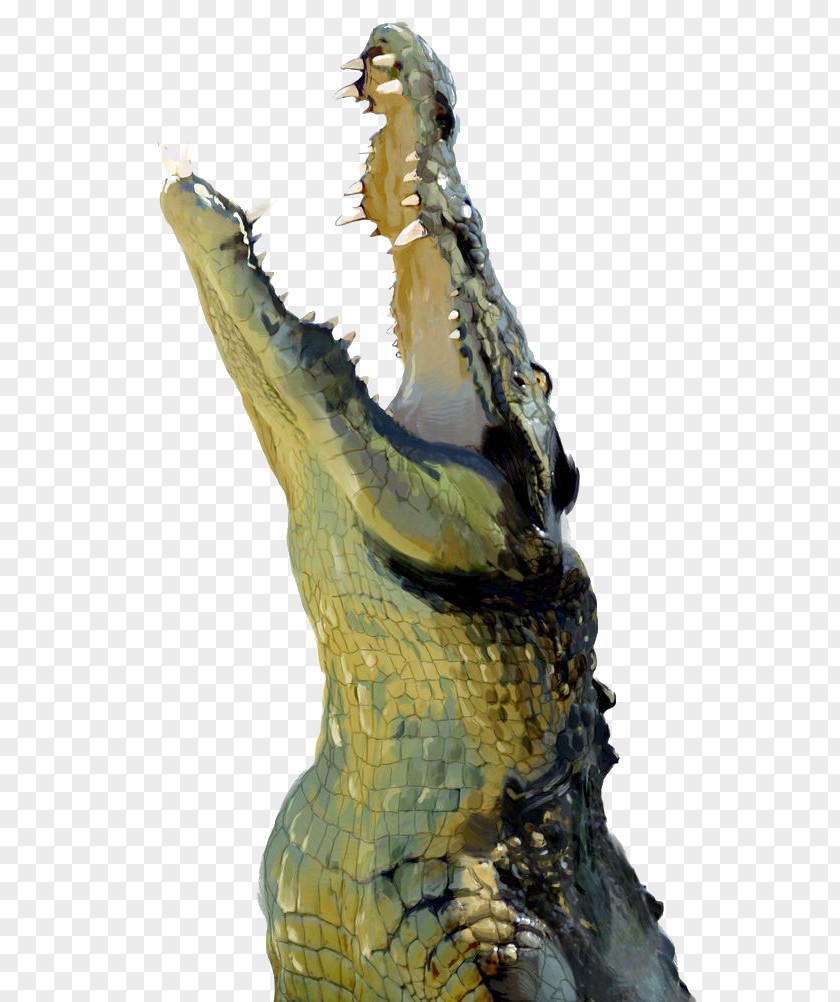Watercolor Crocodile PNG crocodile clipart PNG