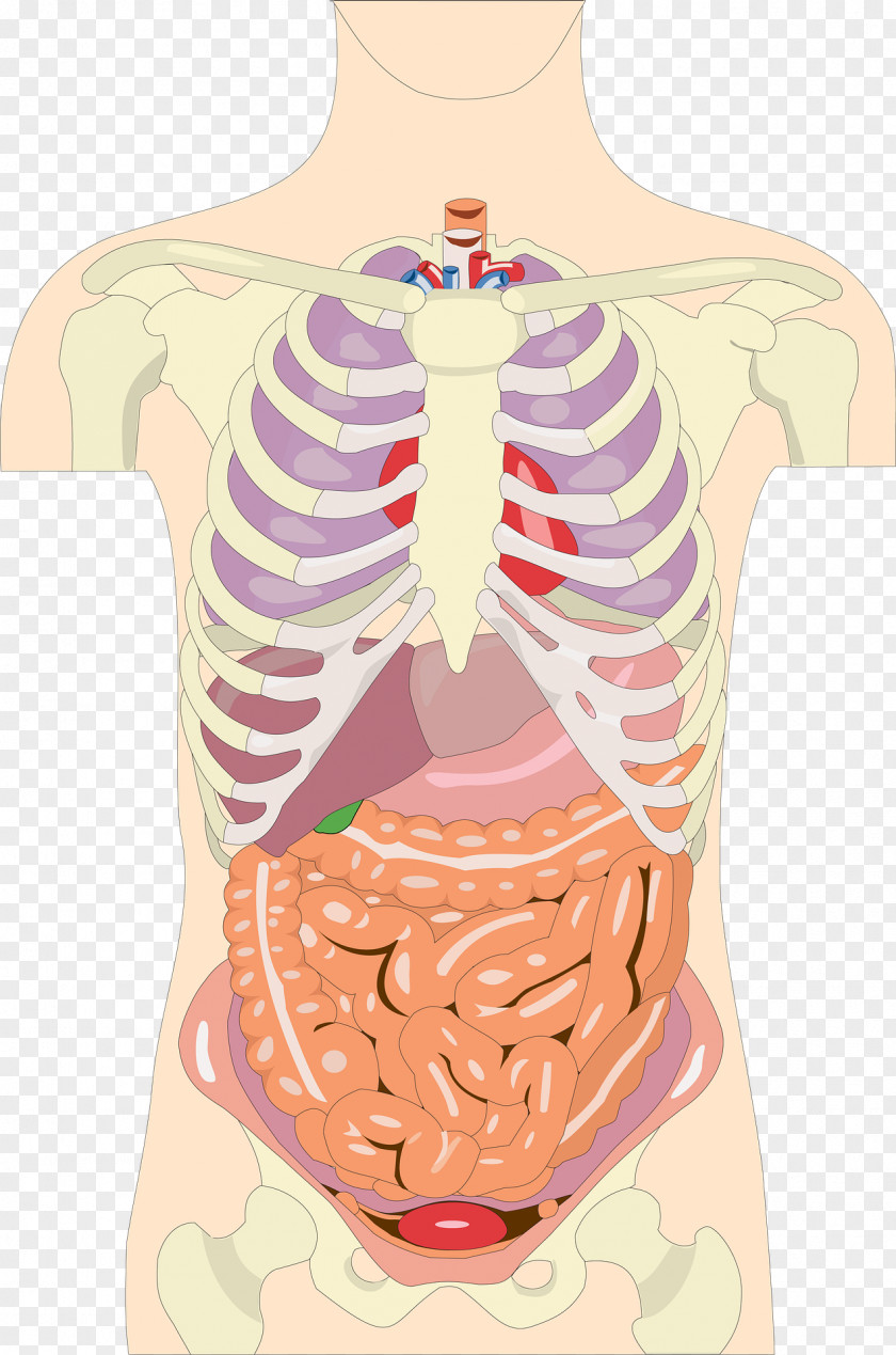 Organ Human Body Anatomy Torso Homo Sapiens PNG body sapiens, others clipart PNG