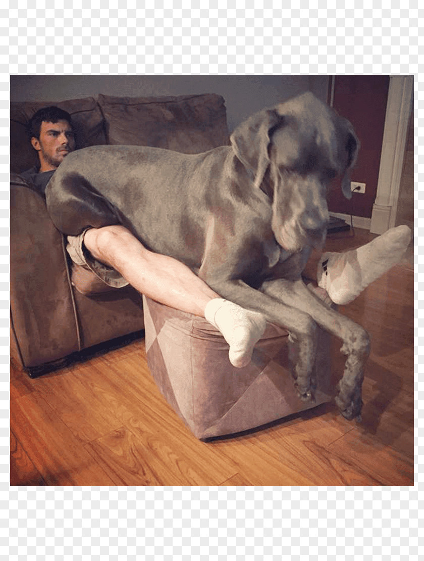 Puppy Weimaraner Great Dane Dog Breed Sporting Group PNG