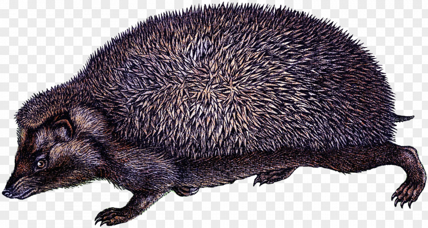 Erinaceidae Snout Domesticated Hedgehog New World Porcupine PNG