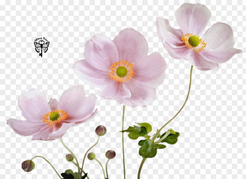 Flower Fototapet Pink Color Wallpaper PNG
