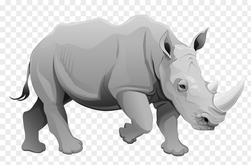 Gray Rhino Rhinoceros Cartoon Illustration PNG